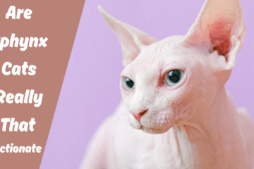 Are Sphynx Cats Affectionate