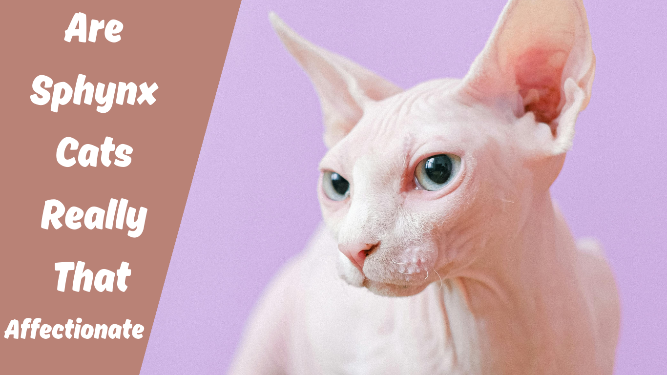 Are Sphynx Cats Affectionate